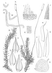 Triquetrella. A–O: T. papillata. A–B, habit with capsules and sterile shoot. C–D, stem leaves, abaxial view. E, stem leaf, adaxial view. F–H, perichaetial leaves. I, peristome detail. J, leaf apex, papillae omitted. K, mid laminal cells. L–N, leaf cross-sections. O, stem cross-section. Drawn from J.E. Beever 10-96, AK 332724.
 Image: R.D. Seppelt © R.D.Seppelt All rights reserved